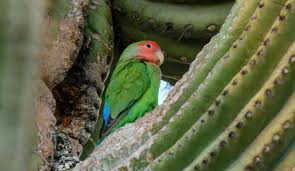 A cactus odyssey in arizona. Peach Faced Lovebirds In Phoenix Az Parrots In Cactus Roads Less Traveled