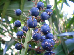 The rainforests of the world are home to many fascinating and unique plants. Rainforest Fruit Power Nature Features Abc Science