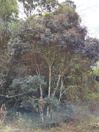 Image result for Eugenia sp. A