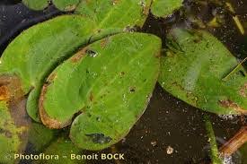 Image result for Caldesia parnassifolia