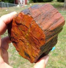 Arizona Rainbow Petrified Wood Petrified Wood Rocks And Gems Rocks And Minerals