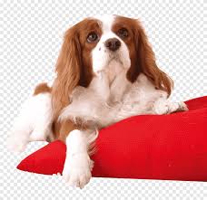 The english cocker spaniel is famed for its long curly ears and beautiful coat of wavy hair that comes in a variety of colors. Set Cockerspaniel Adult Golden English Cocker Spaniel Png Pngegg