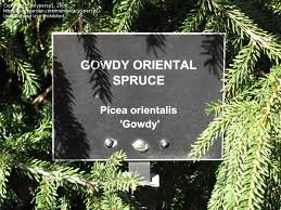 Smaller size, informal growth, and. Plantfiles Pictures Oriental Spruce Gowdy Picea Orientalis By Slyperso1