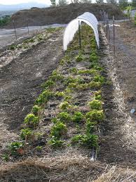 It was a bit overwhelming at first trying to figure out exactly which grade of row cover to buy but this row cover comparison chart at johnny's seeds was quite helpful. Xtremehorticulture Of The Desert Frost Blanket Crop Cover Floating Crop Cover