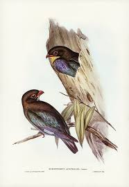 Free Public Domain Www Rawpixel Com Australian Roller Eurystomus Australis Illustrated By Elizabeth Gou Birds Of Australia Illustration Bird Illustration