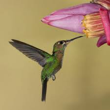 Watch and download love affairs in the afternoon with english sub in high quality. Costa Rica Part 1 The Birds Natures Images