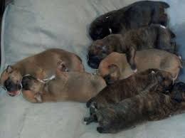 How much do boxer puppies sell for? Boxer Puppies Rare Colors Full Blooded For Sale In Saint Paris Ohio Classified Americanlisted Com