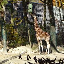 Munich Germany Munchen Deutschland Tierpark Hellabrunn Netzgiraffe Reticulated Giraffe Somalisk Sjiraff Tierpark Hellabrunn Tierpark Giraffe
