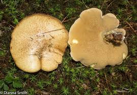 Image result for Suillus weaverae