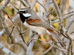 Image result for Vangueria esculenta