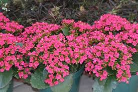 Kalanchoe Meaning Endurance And Lasting Affection H S Colorful Garden Powell Gardens Garden