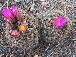 While the south rim is pleasant in the summer, it's also very busy and. Escobaria Vivipara Common Beehive Cactus