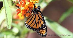 Pin En Monarch Butterfly Mariposa Monarca