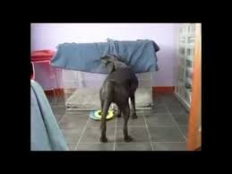 Grappige Honden Filmpjes Grappige Video S Filmpjes Grappige Honden Grappige Videos Honden