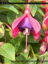 Ben Ben Fuchsiafinder Fuchsia Flower Fuchsia Holiday Decor