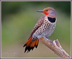 Image result for Colaptes auratus