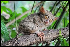 Gambar flora dan fauna di indonesia beserta asalnya. 40 Lebih Foto Hewan Langka Di Indonesia Beserta Daerah Asalnya Nama Nama Hewan