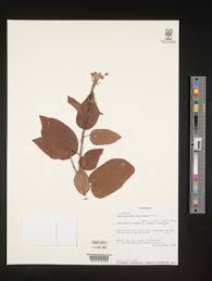 Image result for Carpodiptera africana