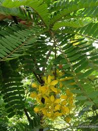 Image result for Cassia ferruginea