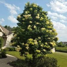 The striking foliage, the graceful shape, the architecture of the branches in winter. Best Trees For Small Yards Home Garden And Homestead