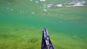 | 🐠 lampuga 🐠 #spearfishing #fishing @salvimarspearfishing Pov Shot Of Spearfishing With Stock Footage Video 100 Royalty Free 13837136 Shutterstock