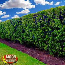 Emerald green arborvitae, thuja green giant, leyland cypress Best Hedges To Plant In The Winter