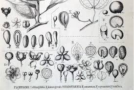 Image result for Menispermaceae