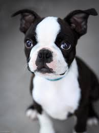 Boston terrier pets farm is a family owned and managed business that holds the puppies' health , boston terrier puppies for sale near me.happiness and well being as our top priority. Boston Eyes By Andee Harrell 500px Boston Terrier Dog Boston Bull Terrier Terrier