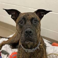 Presa canario puppies tested for health and temperament. Presa Canario Puppies For Sale In Texas Adoptapet Com