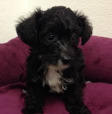 If you are unable to find your yorkiepoo puppy in our puppy for sale or dog for sale sections, please consider looking thru thousands of yorkiepoo dogs for adoption. Yorkie Poo For Sale Michigan Pets Lovers