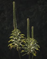 Image result for Lobelia giberroa