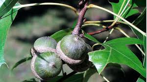 The oak is the undisputed symbol of strength, protection, durability, courage, truth, life itself, the human body, and fertility. Pin Oak Yale Nature Walk
