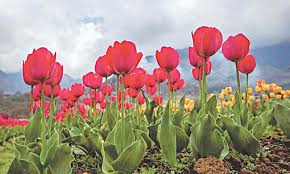 The bloom or blossom is commonly called a flower, the reproduction process of the genus prunus or flowers of the stone fruit tress, and the flowering plants of. The Blood Of Tulips Newspaper Dawn Com