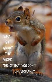 Angry Squirrel What Is It About The Word Nuts Animals Beautiful Cute Squirrel Animals