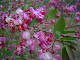 Image result for Securidaca longepedunculata