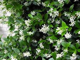 Is star jasmine creeper friendly? Jasmine Wall Climber Arizona Plants Star Jasmine Jasmine Plant