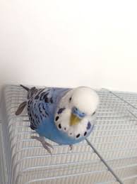 Puttan Your Feather Is About To Fall What Are You Talking About Muhabbet Kuslari Ve Kus