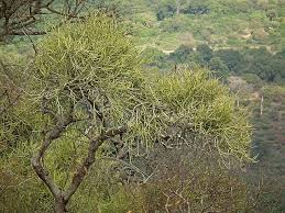 Image result for Zanha africana