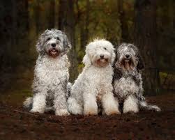 Advertise, sell, buy and rehome labradoodle dogs and puppies with pets4homes Creamofbritish Australian Labradoodles