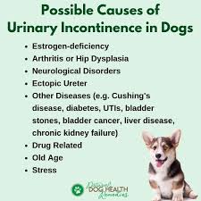 Possible Causes Of Urinary Incontinence In Dogs Urinary Incontinence Incontinence Dog Incontinence