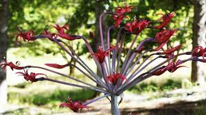 Image result for Brunsvigia