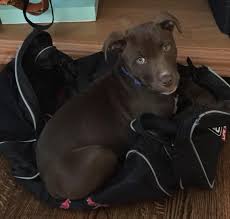 Our chocolate labrador retriever puppies for sale make one of the best companions for a family and home. St Louis Mo Samson 4 Mo Male Chocolate Labrador Retriever Mix Puppy For Adoption