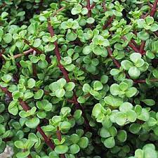 Image result for Portulaca centrali-africana