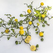 Image result for Citrus trifoliata