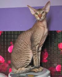 😻scottish 😺british 🐱maine coon 😸exotic 🙀persian 😍devon rex 🤗sphynx 😹aby 😽bengals. Peterbald Kittens Persian Kittens For Sale Sphynx Kittens For Sale Donskoy Kittens For Sale Peterbald Kittens