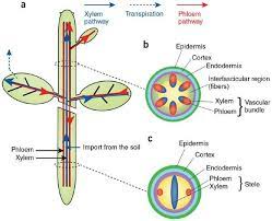 Check spelling or type a new query. Which Part Of A Plant Are Xylem And Phloem Found In Quora