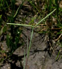 Image result for Paspalum scrobiculatum