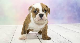 We raise top quality,100% health guarantee puppies. Victorian Bulldog Is This The Best Bulldog Perfect Dog Breeds