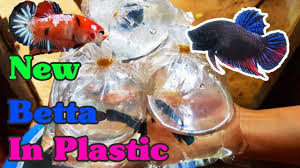 New Betta Fish In Plastic Ikan Cupang