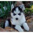 Free Spirit Siberian Rescue - Available Pets - Husky Rescue